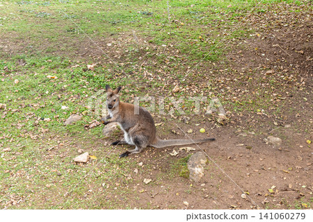 Marsupial in spacious paddock at australian kangaroo farm meadow grazing outdoor Marsupial in spacious paddock at australian kangaroo farm meadow grazing outdoor 141060279