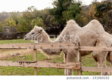 Camel in spacious paddock at domestic mammal farm meadow grazing pasture outdoor Camel in spacious paddock at domestic mammal farm meadow grazing pasture outdoor 141060292