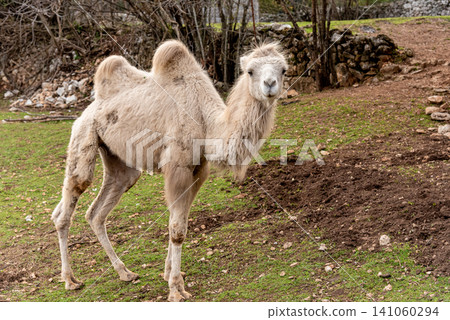 Camel in spacious paddock at domestic mammal farm meadow grazing pasture outdoor Camel in spacious paddock at domestic mammal farm meadow grazing pasture outdoor 141060294