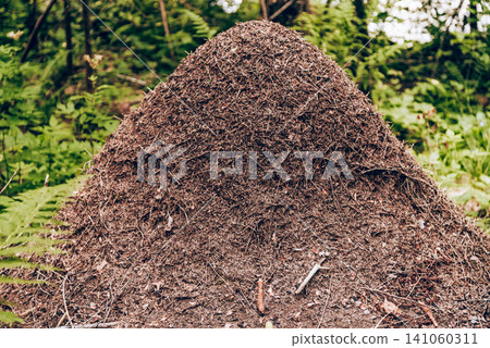 Large anthill covered with pine needles, earthen termite hill in forest Large anthill covered with pine needles, earthen termite hill in forest 141060311
