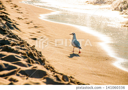 Wild seagulls gulls fly and sit in water ocean sea pond, bird watching wildlife Wild seagulls gulls fly and sit in water ocean sea pond, bird watching wildlife 141060336