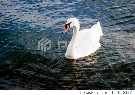 Flock of white swans swim in water lake river pond, birdwatching wildlife birds 141060337