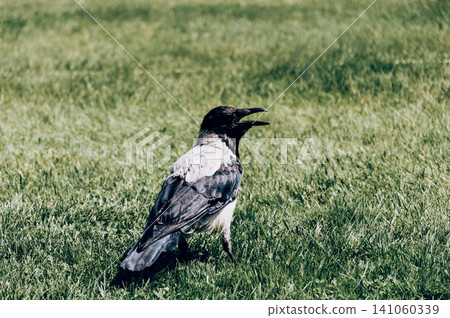 Black raven crow walks in green meadow in summer, birdwatching wildlife nature Black raven crow walks in green meadow in summer, birdwatching wildlife nature 141060339