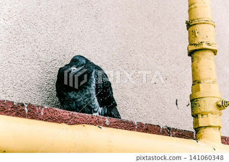 Wild gray pigeon sit on yellow gas pipe near residential building birdwatching Wild gray pigeon sit on yellow gas pipe near residential building birdwatching 141060348
