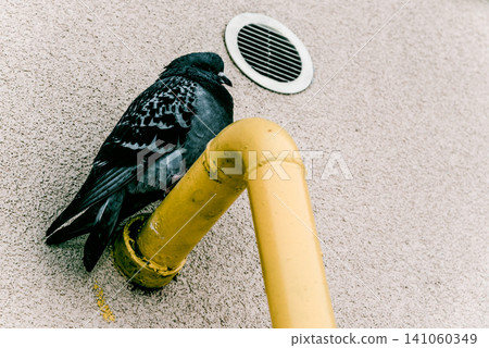 Wild gray pigeon sit on yellow gas pipe near residential building birdwatching Wild gray pigeon sit on yellow gas pipe near residential building birdwatching 141060349