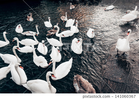 Flock of white swans swims in lake river pond in Baltiysk Russia birdwatching Flock of white swans swims in lake river pond in Baltiysk Russia birdwatching 141060367