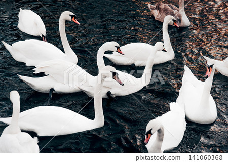 Flock of white swans swims in lake river pond in Baltiysk Russia birdwatching 141060368