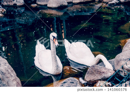 Pair of white swans swims in small lake pond in Vorontsov Park, Alushta Crimea 141060376
