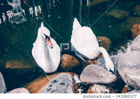 Pair of white swans swims in small lake pond in Vorontsov Park, Alushta Crimea Pair of white swans swims in small lake pond in Vorontsov Park, Alushta Crimea 141060377