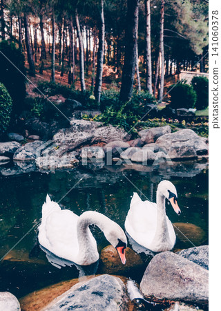 Pair of white swans swims in small lake pond in Vorontsov Park, Alushta Crimea Pair of white swans swims in small lake pond in Vorontsov Park, Alushta Crimea 141060378