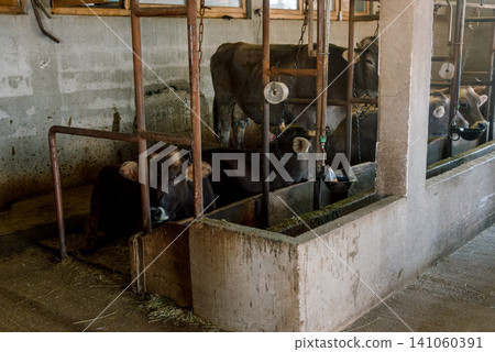 Domestic cows stand in farm stall, animals graze in spacious stable outdoor Domestic cows stand in farm stall, animals graze in spacious stable outdoor 141060391