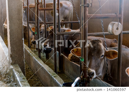 Domestic cows stand in farm stall, animals graze in spacious stable outdoor Domestic cows stand in farm stall, animals graze in spacious stable outdoor 141060397