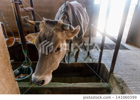 Domestic cows stand in farm stall, animals graze in spacious stable outdoor Domestic cows stand in farm stall, animals graze in spacious stable outdoor 141060399
