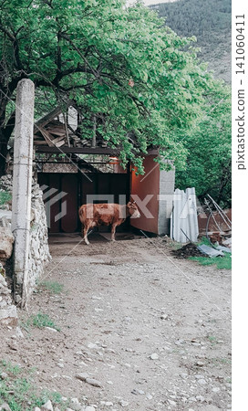 Domestic cow returning from pasture to cowshed, rustic summer landscape on farm Domestic cow returning from pasture to cowshed, rustic summer landscape on farm 141060411