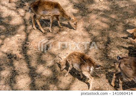 Domestic deer stand in farm stall, animals graze in spacious stable outdoor Domestic deer stand in farm stall, animals graze in spacious stable outdoor 141060414
