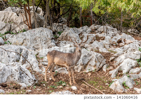 Domestic deer walking grazing in spacious paddock, farm animals in habitat zoo Domestic deer walking grazing in spacious paddock, farm animals in habitat zoo 141060416