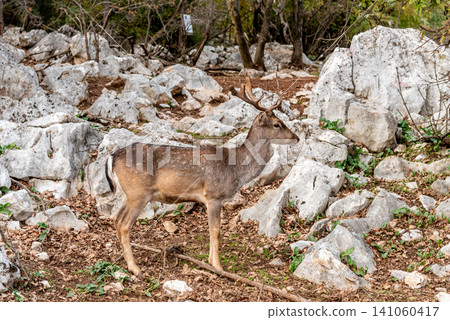 Domestic deer walking grazing in spacious paddock, farm animals in habitat zoo 141060417