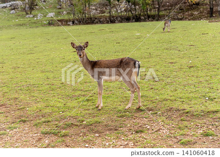 Domestic deer walking grazing in spacious paddock, farm animals in habitat zoo Domestic deer walking grazing in spacious paddock, farm animals in habitat zoo 141060418
