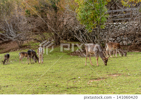 Domestic deer walking grazing in spacious paddock, farm animals in habitat zoo Domestic deer walking grazing in spacious paddock, farm animals in habitat zoo 141060420