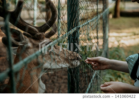 Young Horned Deer Stand In Zoo meadow Behind Netting, Mammal Animals Portrait 141060422