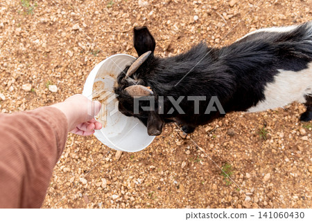 Person feed domestic goats in spacious paddock, farm animals in farmyard village Person feed domestic goats in spacious paddock, farm animals in farmyard village 141060430