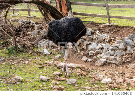 Domestic emu ostrich walking around spacious stable on farm, pets graze outside Domestic emu ostrich walking around spacious stable on farm, pets graze outside 141060468