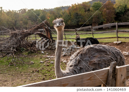 Domestic emu ostrich walking around spacious stable on farm, pets graze outside 141060469