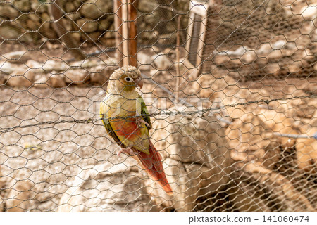 Exotic parrots in birdcage on farm, tropical domestic pets birds flying outside Exotic parrots in birdcage on farm, tropical domestic pets birds flying outside 141060474