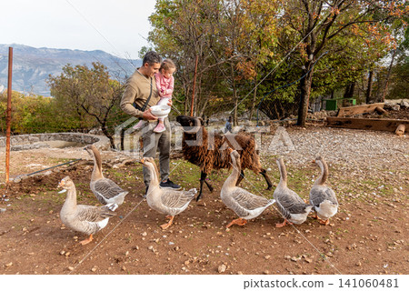 Family man and girl feed domestic farm animals birds geese and sheep vegetables Family man and girl feed domestic farm animals birds geese and sheep vegetables 141060481