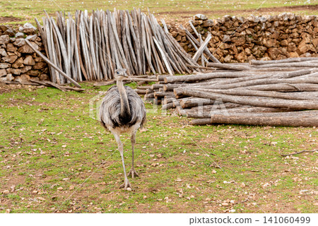 Domestic emu ostrich walking around spacious stable on farm, pets graze outside 141060499