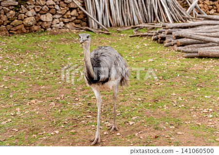 Domestic emu ostrich walking around spacious stable on farm, pets graze outside 141060500