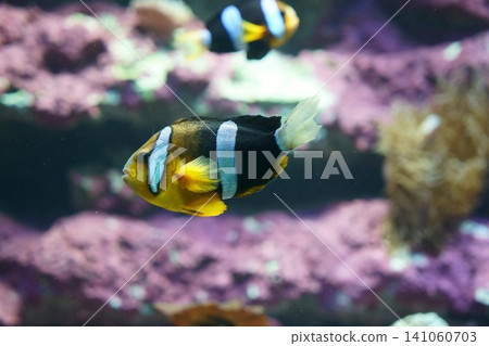 9795 Clownfish 141060703