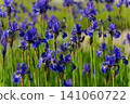 Vibrant purple iris flowers in full bloom 141060722