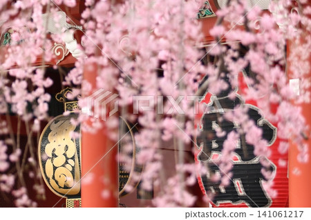 垂枝櫻花與淺草寺寶藏門:淺草寺的春日景色。 垂枝櫻花與淺草寺寶藏門:淺草寺的春日景色。 141061217
