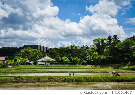 在初夏晴朗的藍天下,鬱鬱蔥蔥的鄉村田野上,一片寧靜祥和的插秧景象正在上演。 在初夏晴朗的藍天下,鬱鬱蔥蔥的鄉村田野上,一片寧靜祥和的插秧景象正在上演。 141061467