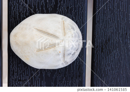 White sand dollar test, an echinoderm sea urchin skeleton, isolated on dark wooden background with radial symmetry. White sand dollar test, an echinoderm sea urchin skeleton, isolated on dark wooden background with radial symmetry. 141061585