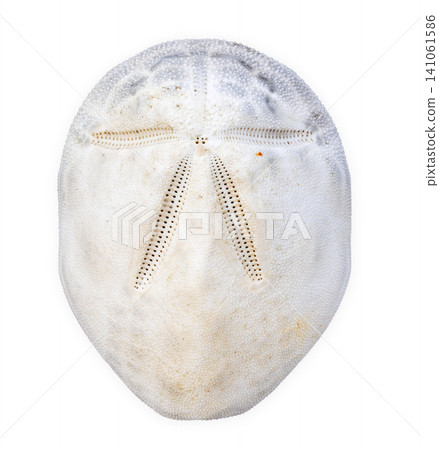 White sand dollar skeleton isolated on white background White sand dollar skeleton isolated on white background 141061586