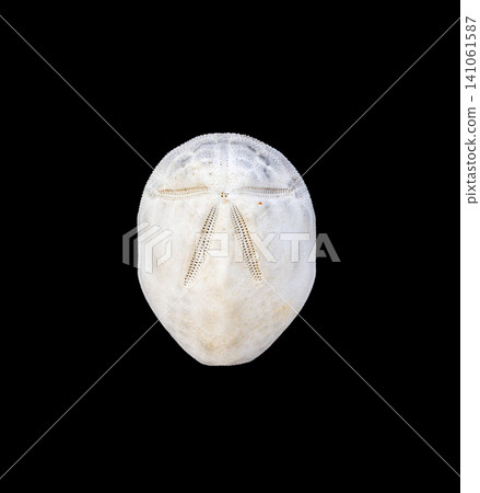 White sand dollar sea urchin skeleton centered on a black background with large copy space. White sand dollar sea urchin skeleton centered on a black background with large copy space. 141061587
