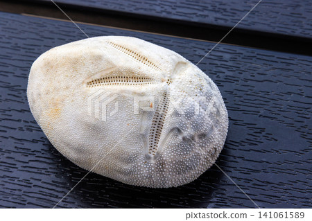 White sand dollar test, an echinoderm sea urchin skeleton, isolated on dark wooden background with radial symmetry. White sand dollar test, an echinoderm sea urchin skeleton, isolated on dark wooden background with radial symmetry. 141061589
