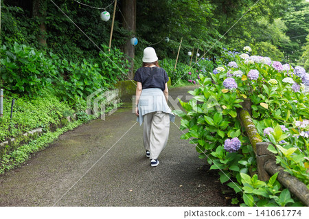 A woman tours Onoike Hydrangea Park in Shibukawa City, Gunma Prefecture. A woman tours Onoike Hydrangea Park in Shibukawa City, Gunma Prefecture. 141061774