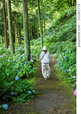 一名女子在群馬縣澀川市遊覽大野池繡球公園。 一名女子在群馬縣澀川市遊覽大野池繡球公園。 141061779