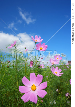 Cosmos field 896 Cosmos field 896 141062130