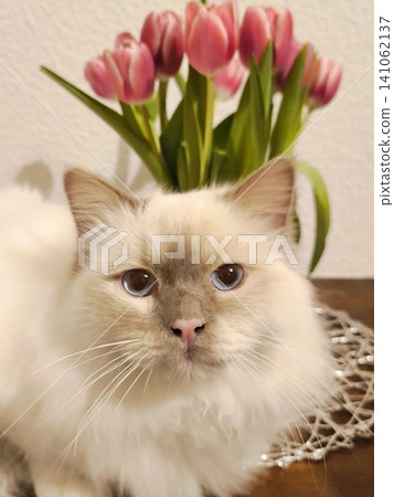 Heilige Birma Weiss cat blue eyes on tulips background Heilige Birma Weiss cat blue eyes on tulips background 141062137
