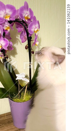 cat white burmese cat sniffs pink orchid admires flowers cat white burmese cat sniffs pink orchid admires flowers 141062139