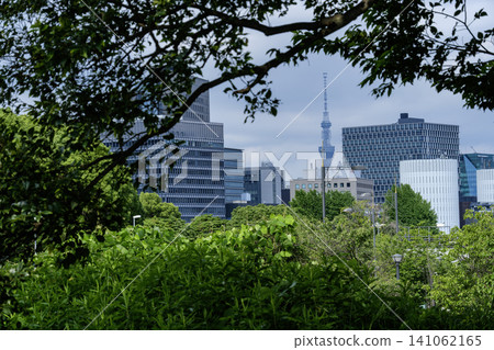 Forest and Sky Tree Forest and Sky Tree 141062165