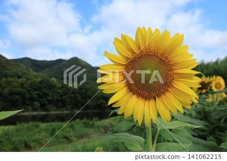 向日葵3487 向日葵3487 141062215