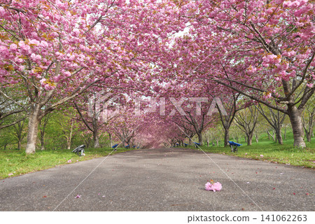 Rashomon Sakura Park (Cherry Blossom Tunnel) 51960 Rashomon Sakura Park (Cherry Blossom Tunnel) 51960 141062263