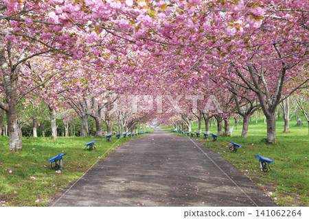 羅生門櫻花公園(櫻花隧道)51964 羅生門櫻花公園(櫻花隧道)51964 141062264