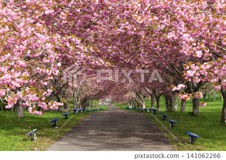 羅生門櫻花公園（櫻花隧道）51978 141062266