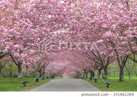 羅生門櫻花公園（櫻花隧道）51395 141062269